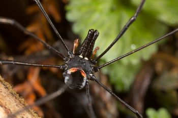 Media type: image;   Invertebrate Zoology 133440